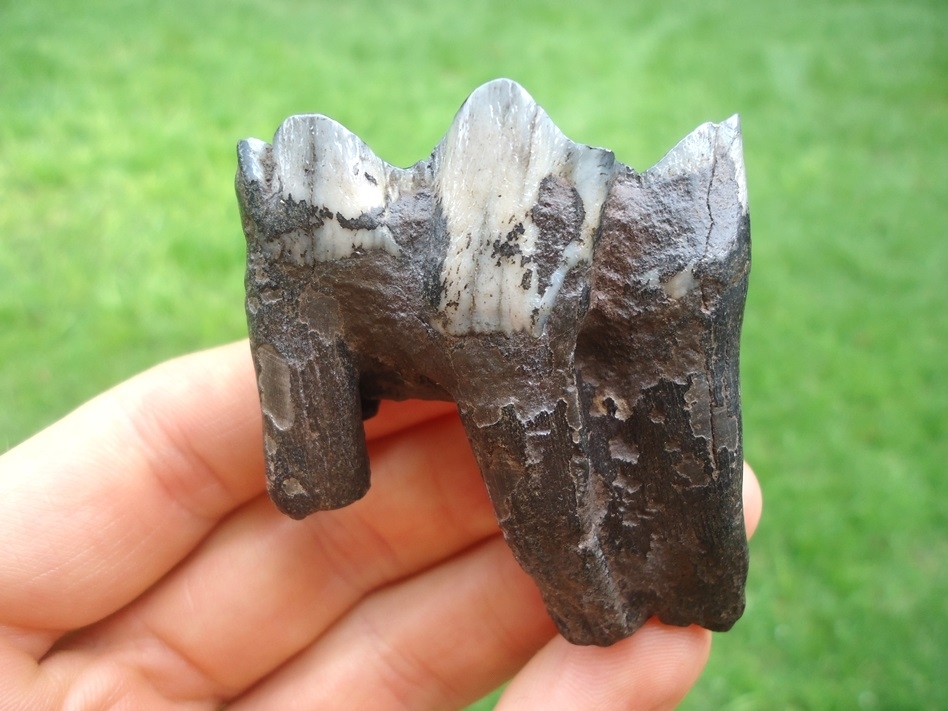 Large image 1 Quality Bison Molar