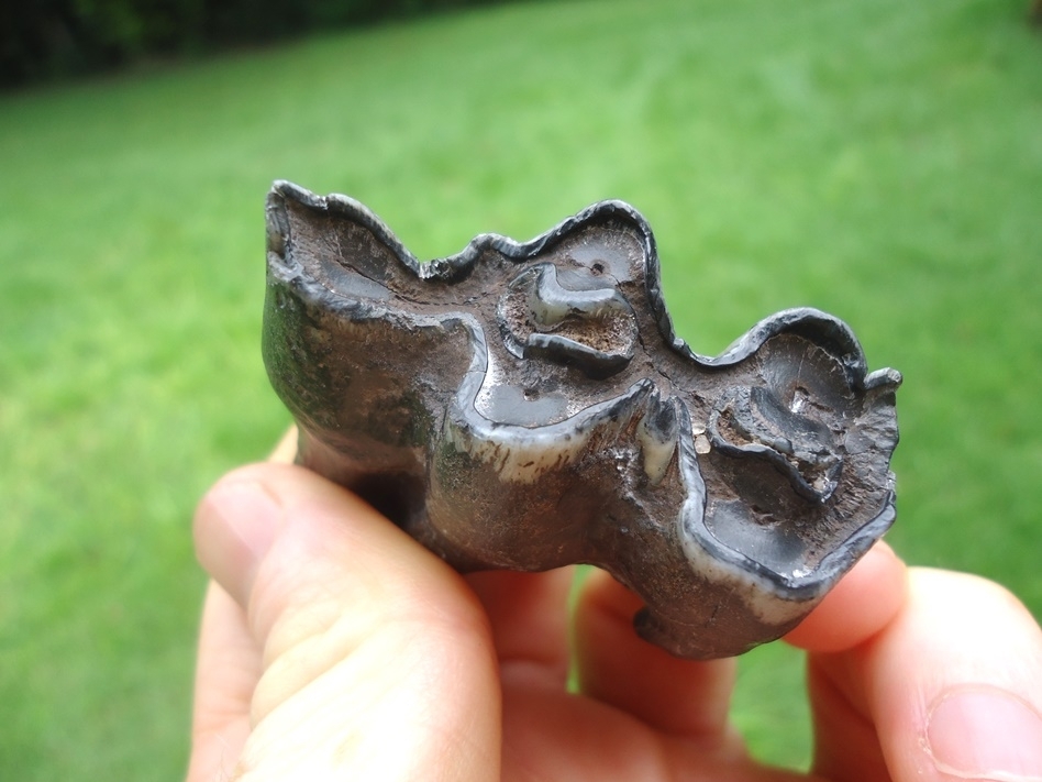 Large image 2 Quality Bison Molar