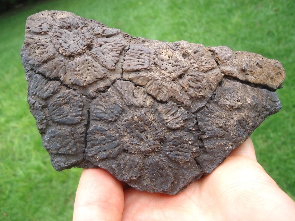 Large image 1 Plate of Six Fused Glyptodon Scutes