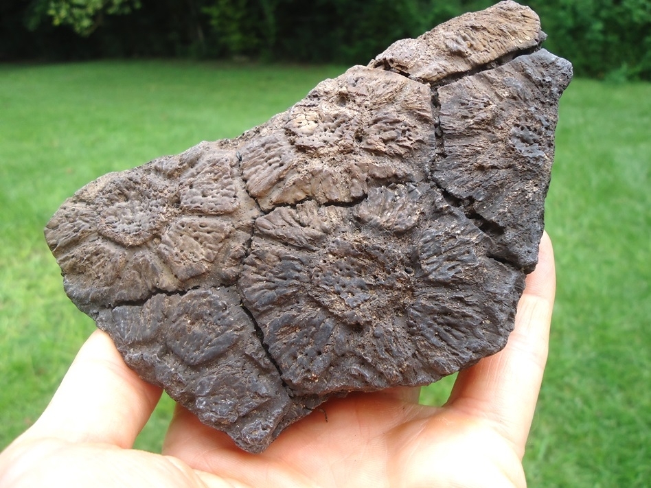 Large image 2 Plate of Six Fused Glyptodon Scutes