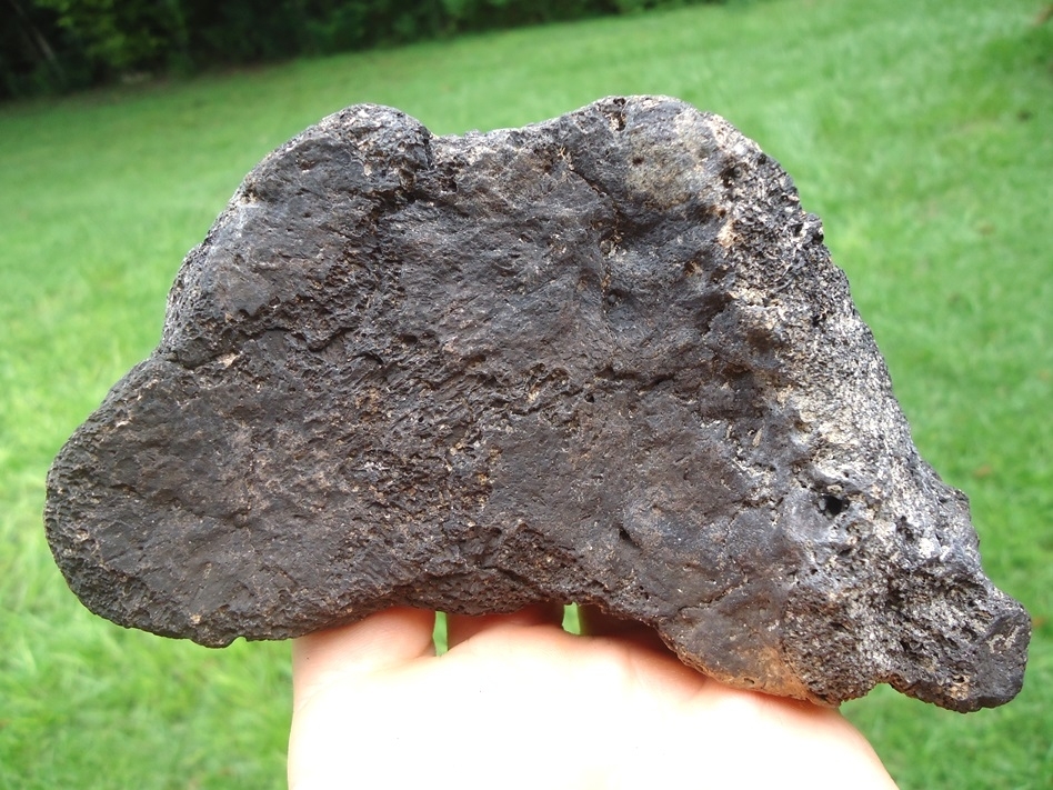 Large image 4 Plate of Six Fused Glyptodon Scutes