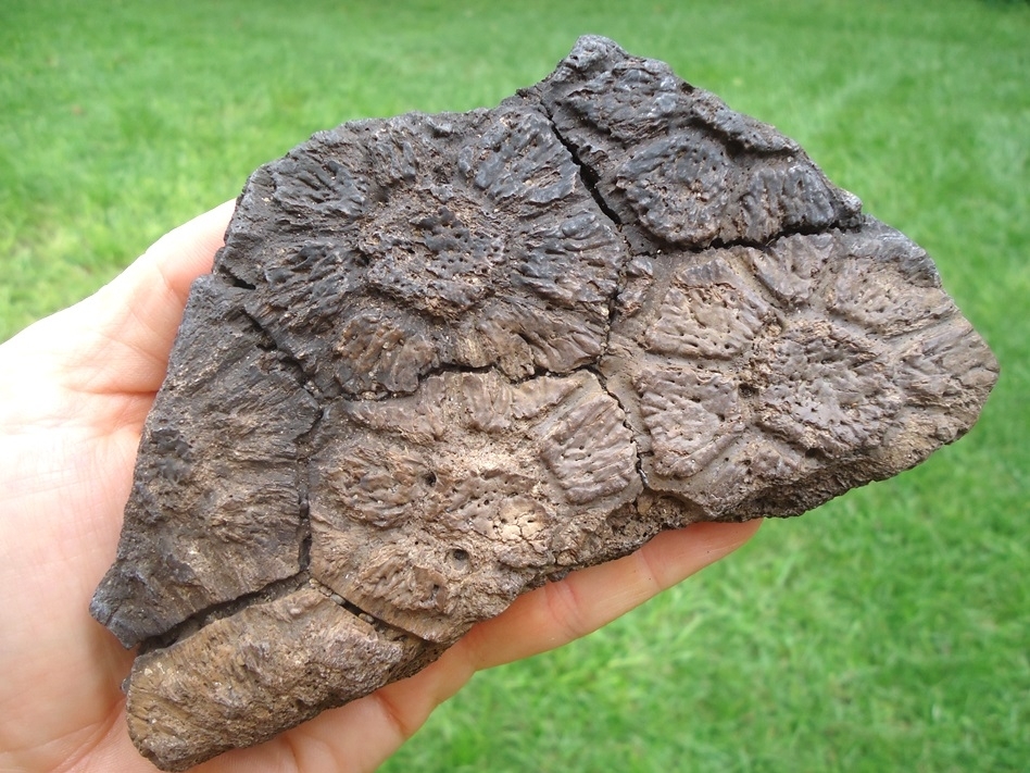 Large image 5 Plate of Six Fused Glyptodon Scutes