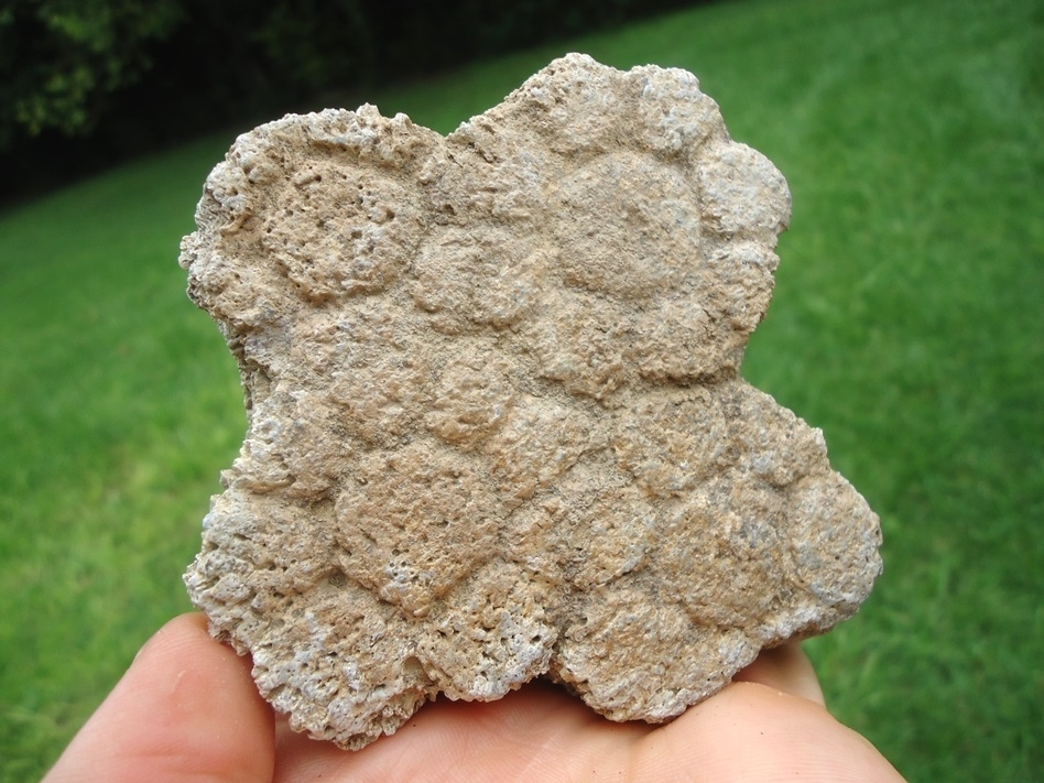 Large image 1 Awesome Plate of Four Fused Glyptodon Scutes