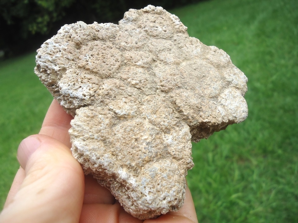 Large image 2 Awesome Plate of Four Fused Glyptodon Scutes