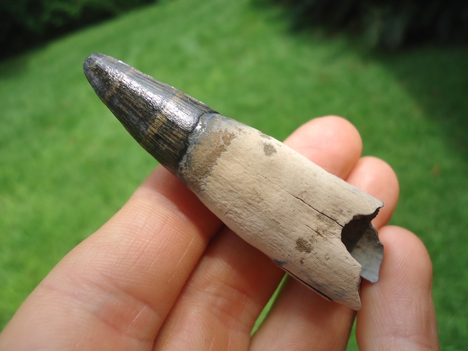 Large image 1 Gorgeous Rooted Alligator Tooth