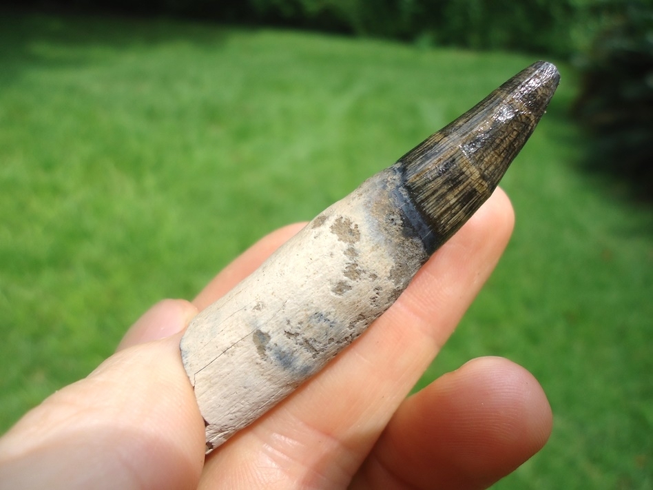 Large image 2 Gorgeous Rooted Alligator Tooth