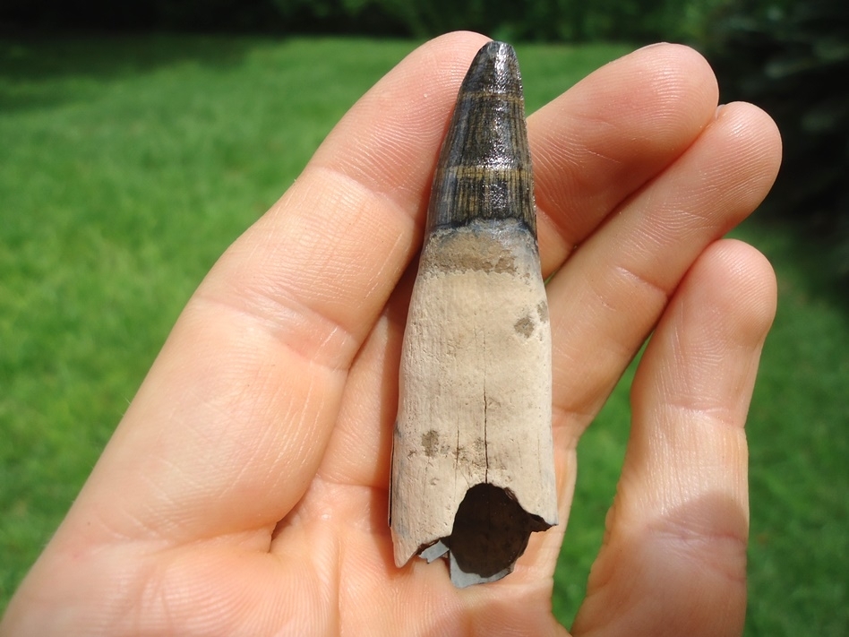 Large image 3 Gorgeous Rooted Alligator Tooth