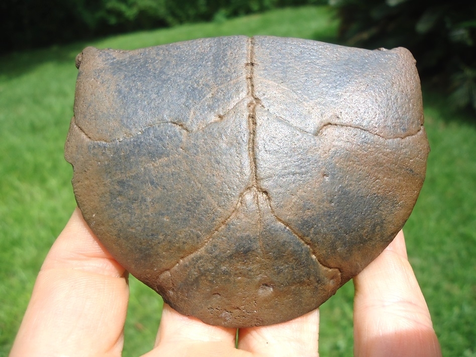Large image 3 Rare Extinct Giant Box Turtle Plastron