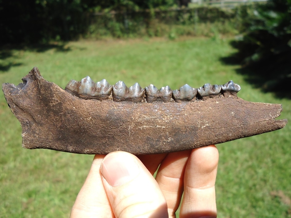 Large image 1 Choice Deer Mandible with Six Teeth Intact