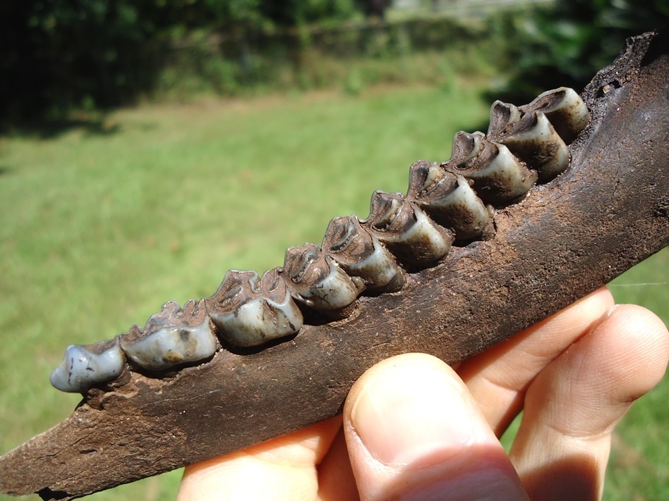 Large image 2 Choice Deer Mandible with Six Teeth Intact