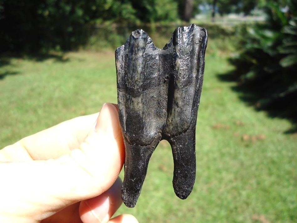 Large image 1 Top Quality Fully Rooted Bison Lower Molar