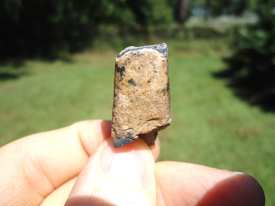 Large image 1 Unique Juvenile Sloth Tooth