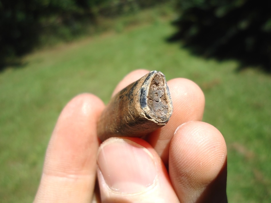 Large image 2 Unique Juvenile Sloth Tooth