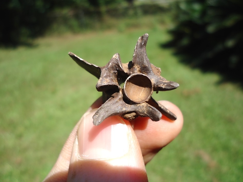 Large image 1 Uncommon Diamondback Rattlesnake Vertebra