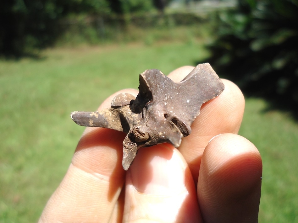 Large image 2 Uncommon Diamondback Rattlesnake Vertebra