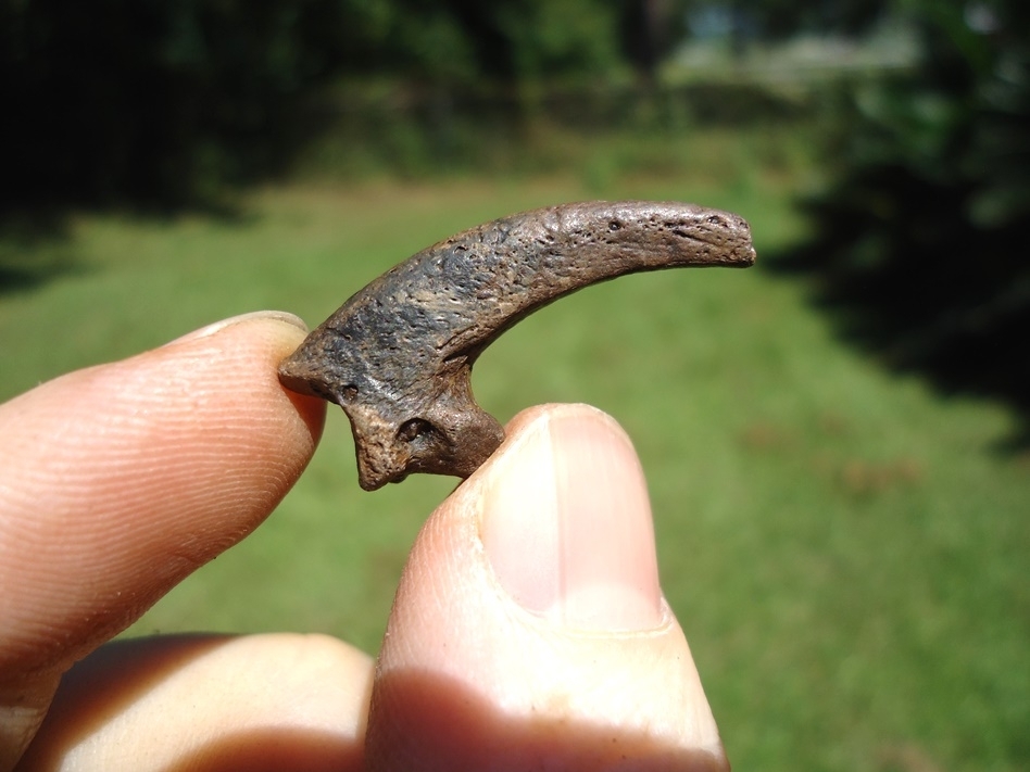 Large image 2 Rare Golden Eagle Claw Core