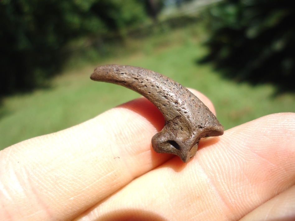 Large image 3 Rare Golden Eagle Claw Core