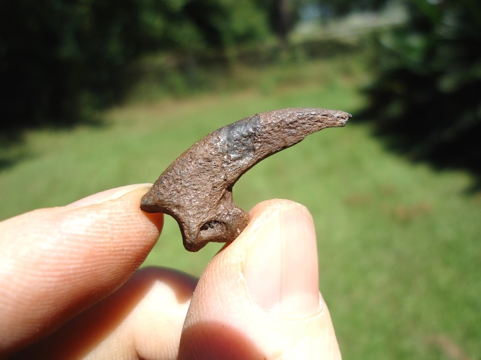 Large image 2 Rare Golden Eagle Claw Core