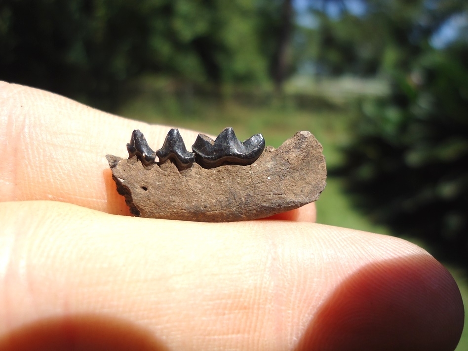 Large image 1 Rare Mink Mandible with Three Teeth