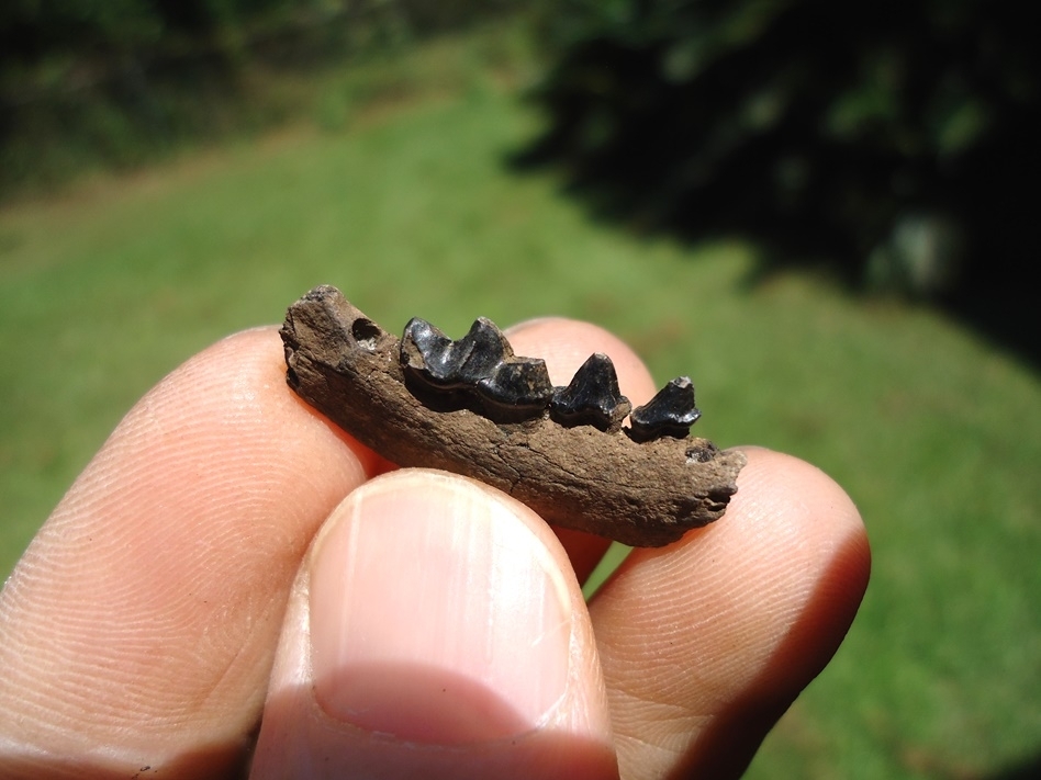 Large image 3 Rare Mink Mandible with Three Teeth