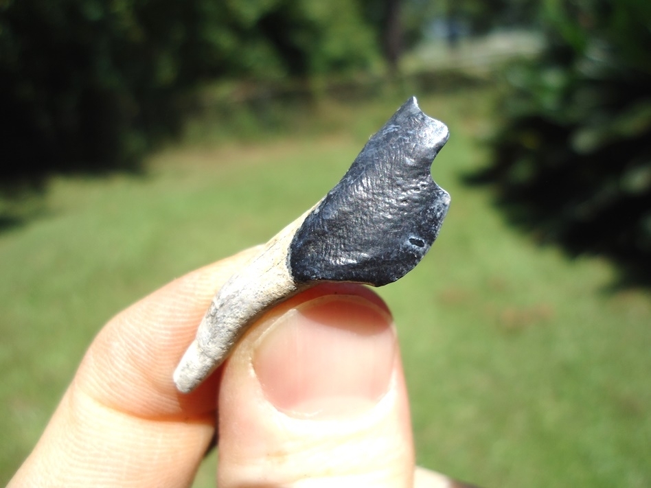 Large image 2 Dark Blue Llama Incisor