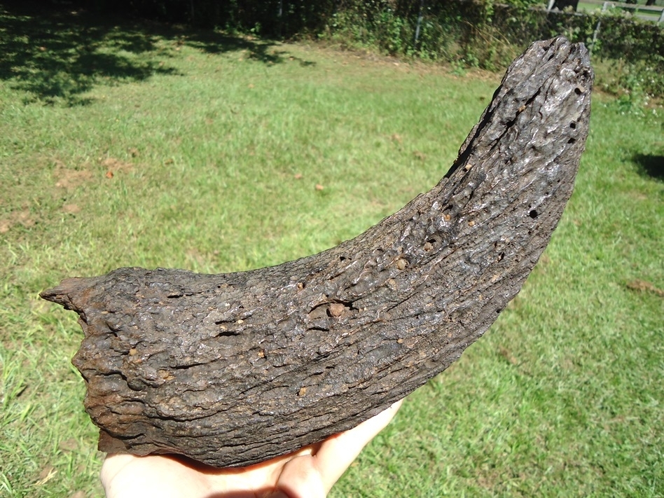Large image 1 Extra Large Glossy Black Bison Horn Core