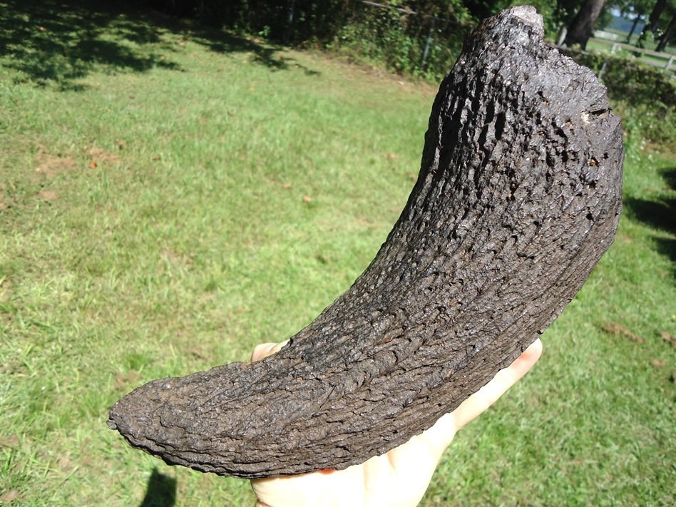 Large image 3 Extra Large Glossy Black Bison Horn Core