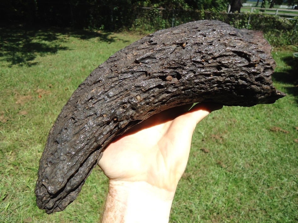 Large image 4 Extra Large Glossy Black Bison Horn Core