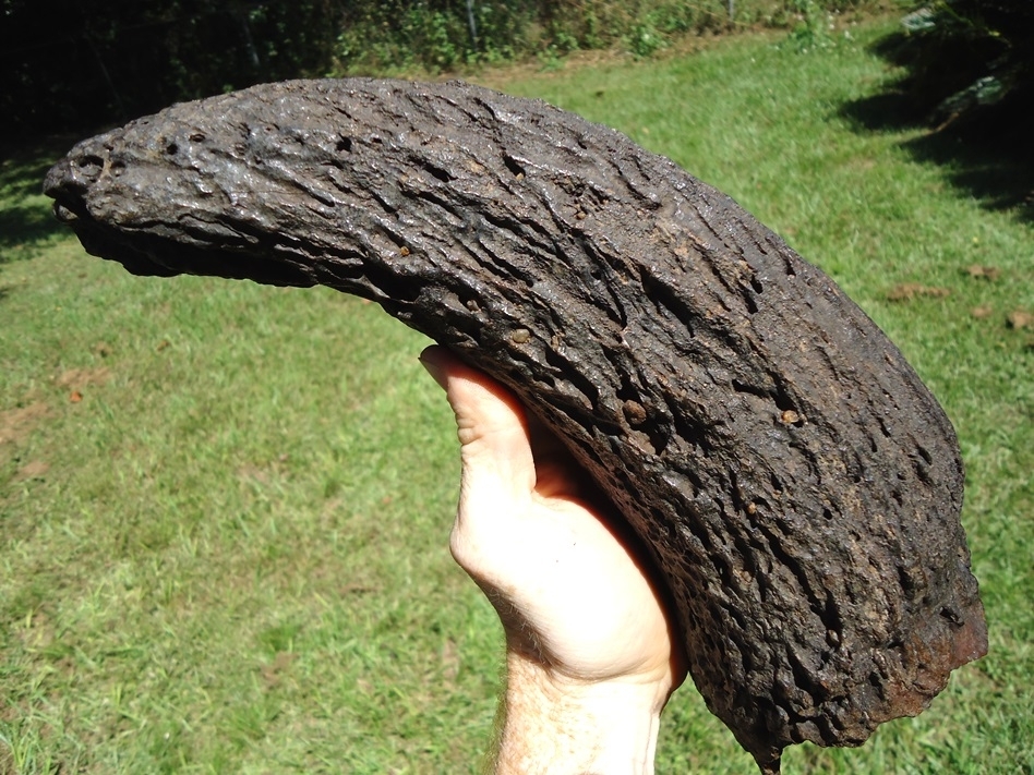 Large image 6 Extra Large Glossy Black Bison Horn Core