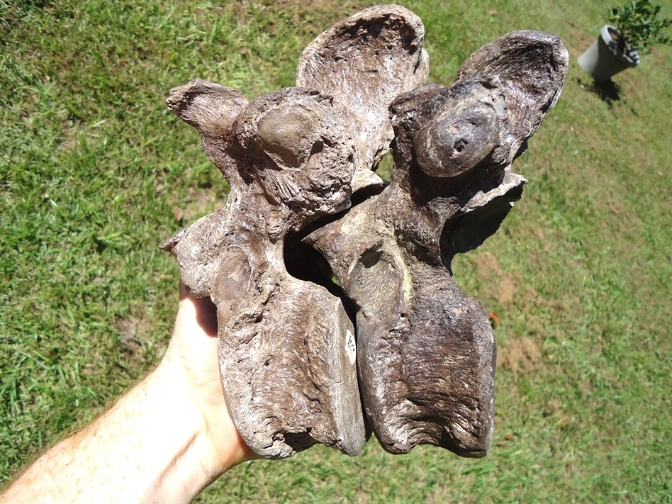 Large image 9 Incredible Set of Nine Associated Sloth Vertebrae