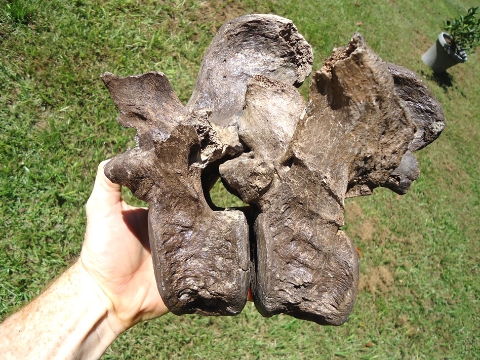 Large image 10 Incredible Set of Nine Associated Sloth Vertebrae