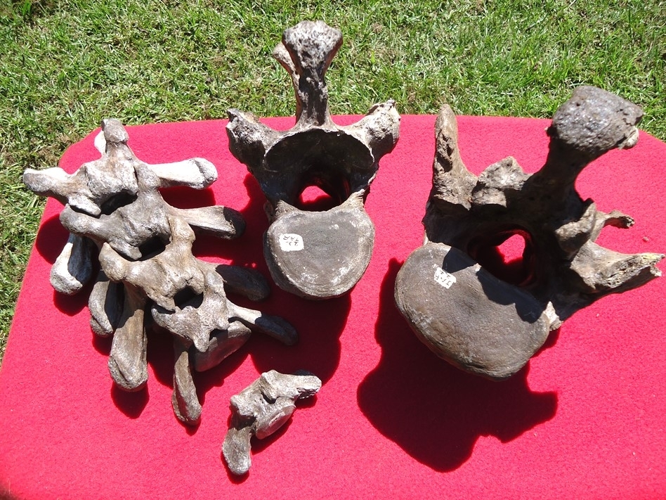 Large image 2 Incredible Set of Nine Associated Sloth Vertebrae