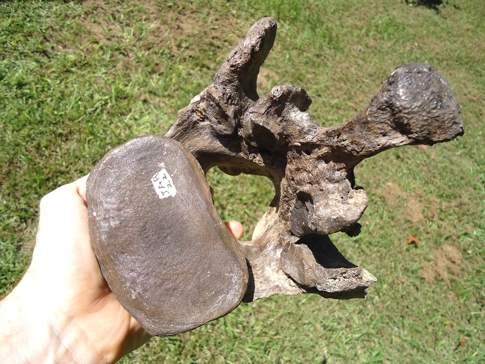 Large image 5 Incredible Set of Nine Associated Sloth Vertebrae