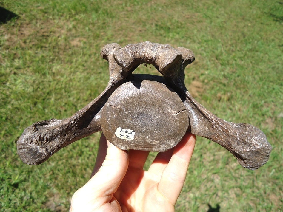 Large image 7 Incredible Set of Nine Associated Sloth Vertebrae