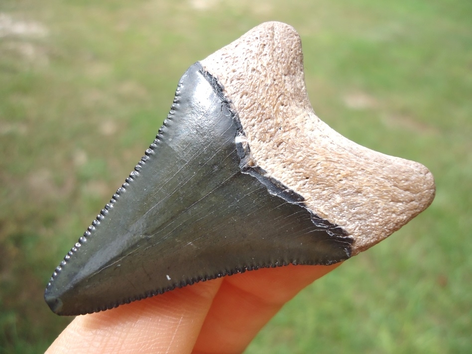 Large image 3 Bargain Bone Valley Megalodon Shark Tooth
