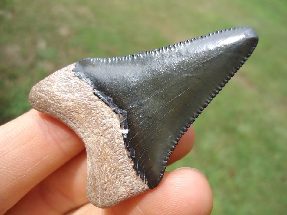 Large image 4 Bargain Bone Valley Megalodon Shark Tooth