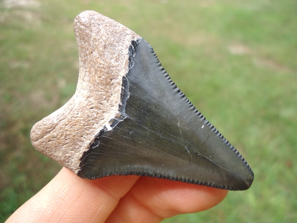 Large image 1 Bargain Bone Valley Megalodon Shark Tooth