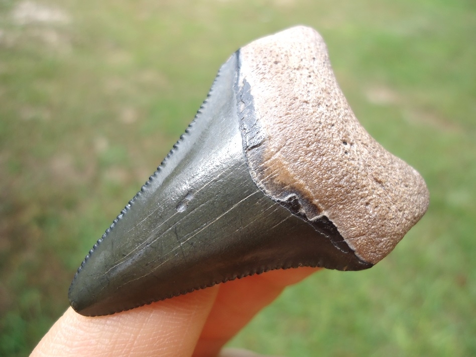 Large image 2 Bargain Bone Valley Megalodon Shark Tooth