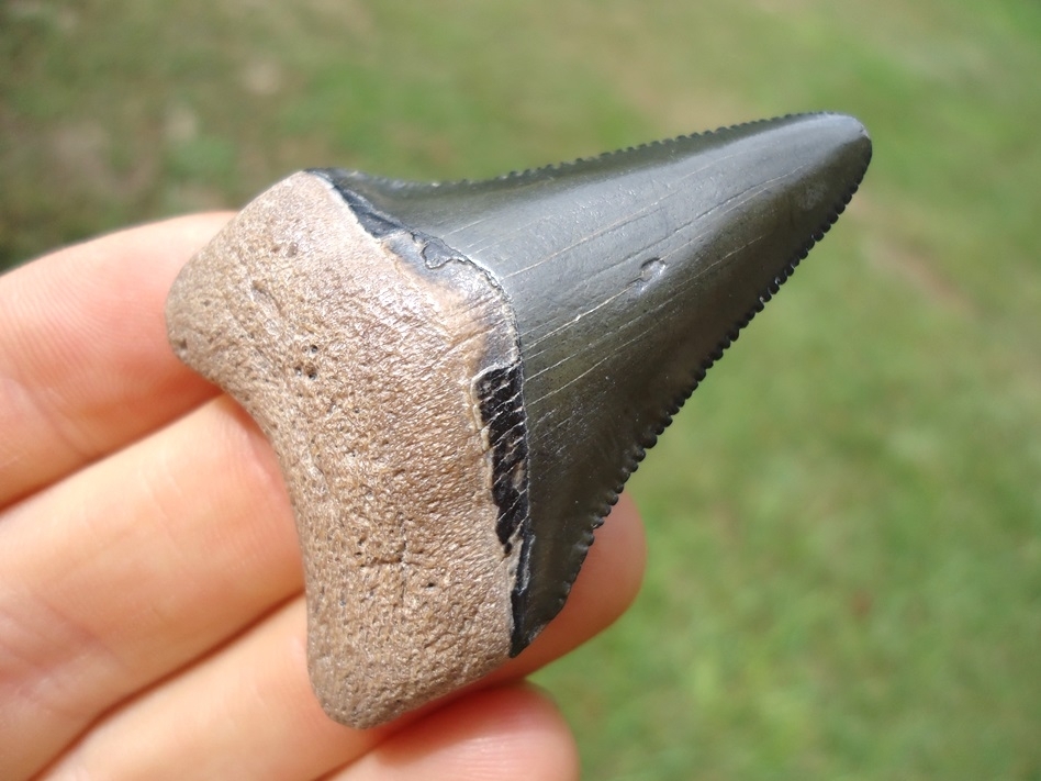 Large image 5 Bargain Bone Valley Megalodon Shark Tooth