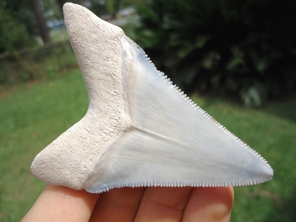 Large image 1 Stunning Light Blue Bone Valley Megalodon Shark Tooth