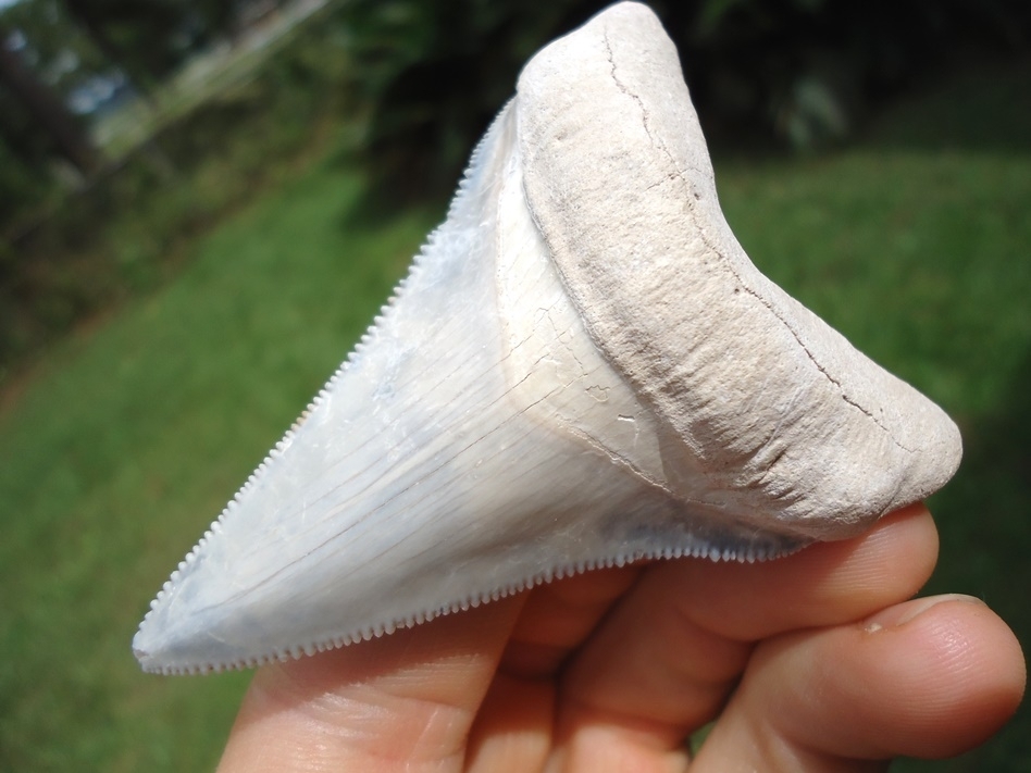 Large image 2 Stunning Light Blue Bone Valley Megalodon Shark Tooth