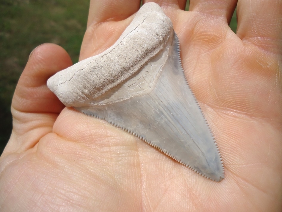Large image 4 Stunning Light Blue Bone Valley Megalodon Shark Tooth