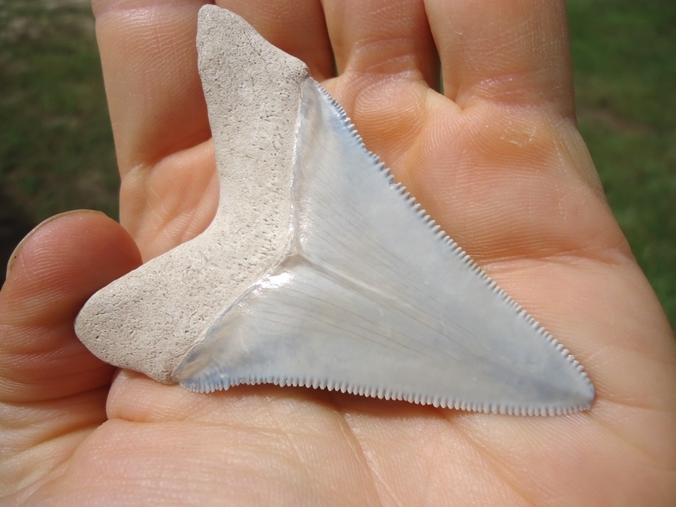 Large image 5 Stunning Light Blue Bone Valley Megalodon Shark Tooth