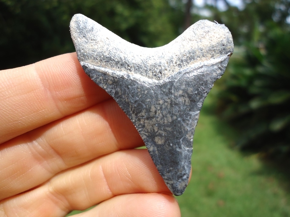 Large image 1 Bargain Bone Valley Megalodon Shark Tooth