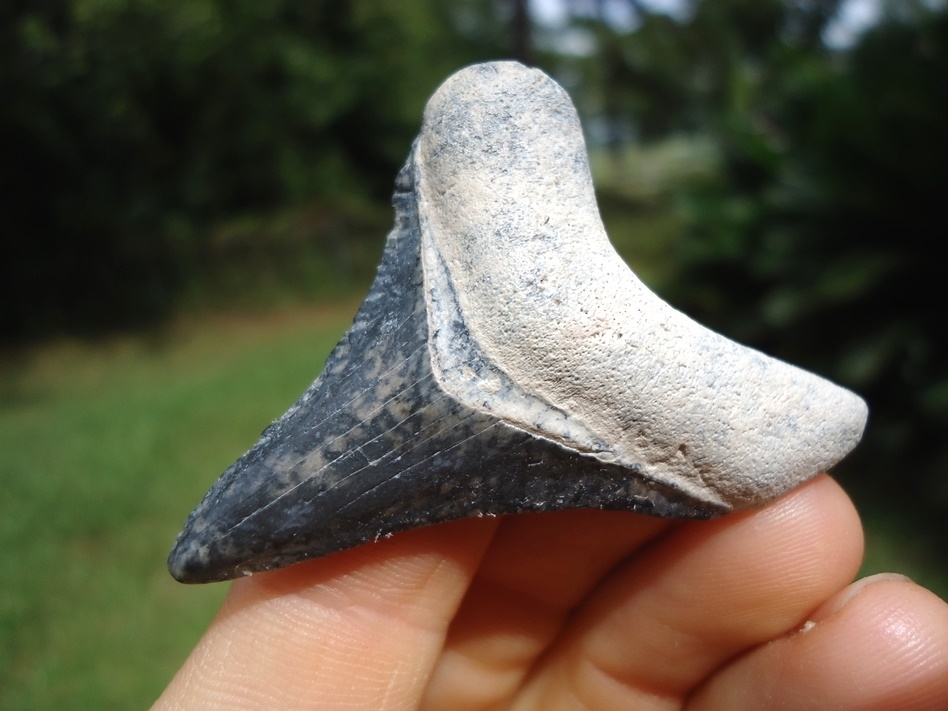Large image 2 Bargain Bone Valley Megalodon Shark Tooth