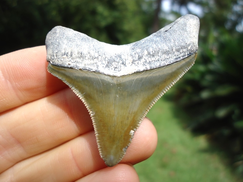 Large image 1 Beautiful Green Bone Valley Megalodon Shark Tooth