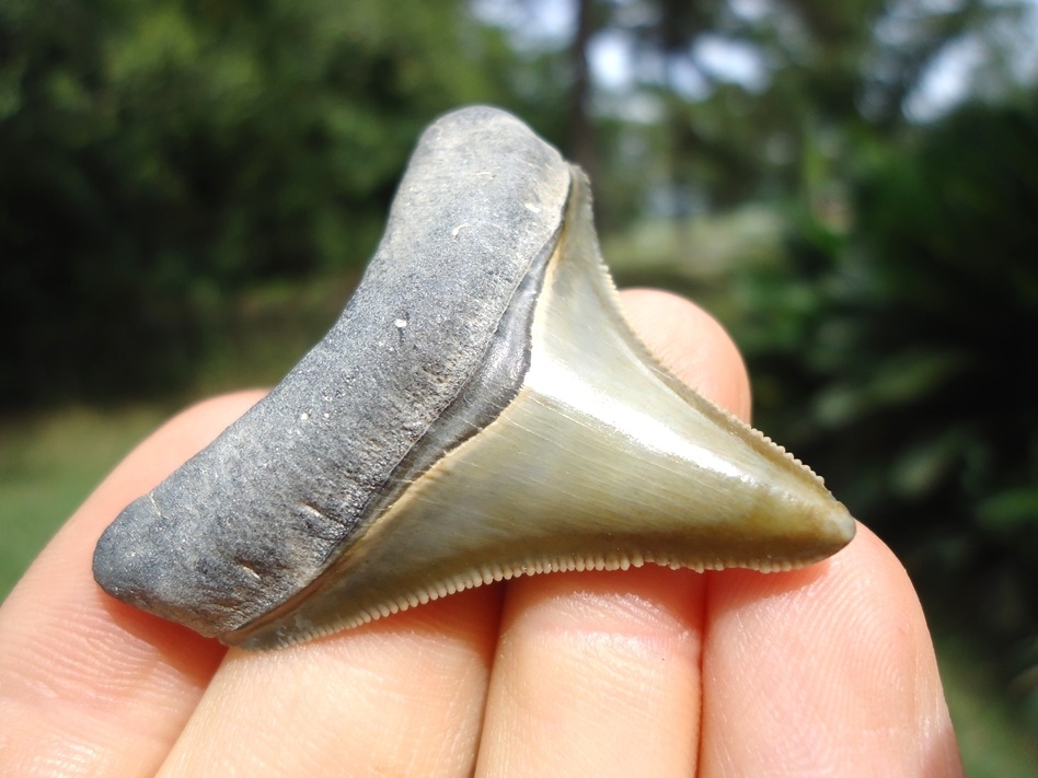 Large image 2 Beautiful Green Bone Valley Megalodon Shark Tooth