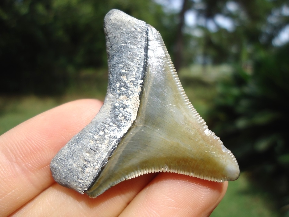 Large image 3 Beautiful Green Bone Valley Megalodon Shark Tooth