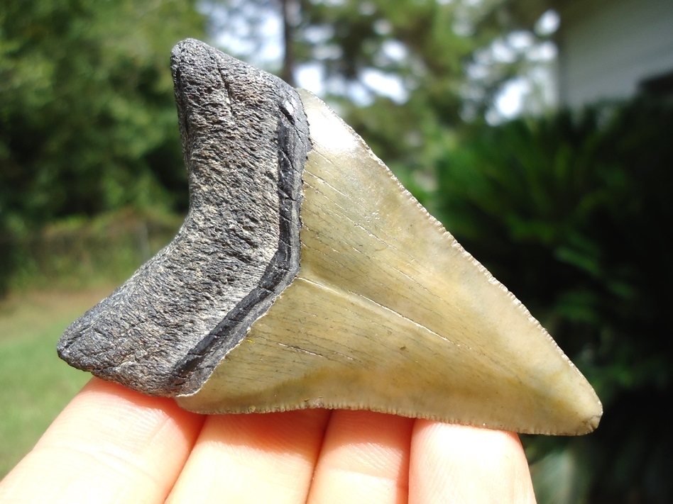 Large image 1 Nice Lower Jaw Megalodon Shark Tooth from Bone Valley