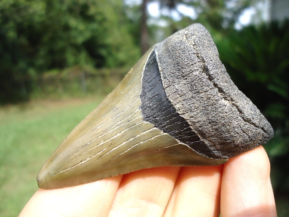 Large image 2 Nice Lower Jaw Megalodon Shark Tooth from Bone Valley